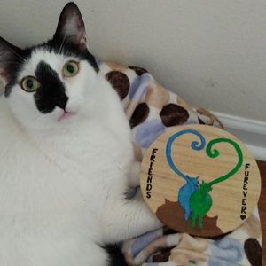 Cute Cats hand painted wooden plaque